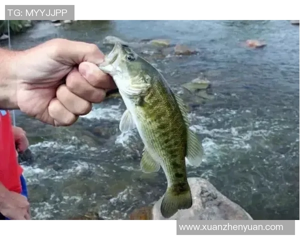 足球明星妻子祭天事件背后的真相与影响分析 足球明星妻子祭天事件背后的真相与影响分析